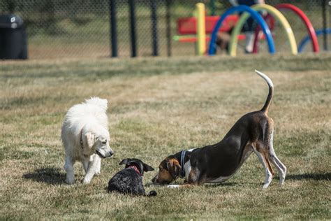 Happy hound play & daycare. Things To Know About Happy hound play & daycare. 